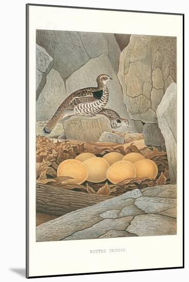 Ruffed Grouse Nest and Eggs-null-Mounted Art Print