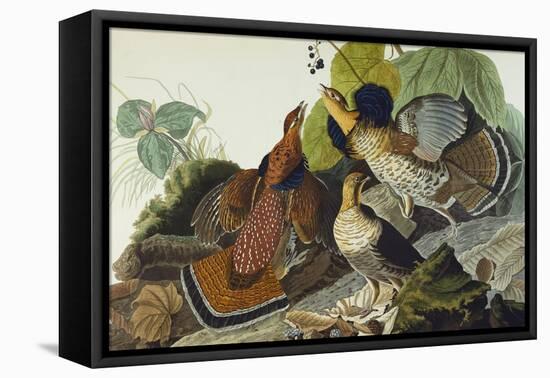 Ruffed Grouse (Tetrao Umbellus), Plate Xli, from 'The Birds of America'-John James Audubon-Framed Premier Image Canvas