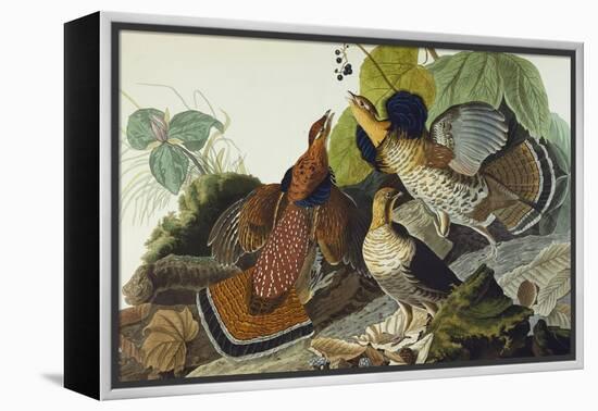 Ruffed Grouse (Tetrao Umbellus), Plate Xli, from 'The Birds of America'-John James Audubon-Framed Premier Image Canvas