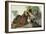 Ruffed Grouse (Tetrao Umbellus), Plate Xli, from 'The Birds of America'-John James Audubon-Framed Giclee Print
