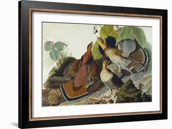 Ruffed Grouse (Tetrao Umbellus), Plate Xli, from 'The Birds of America'-John James Audubon-Framed Giclee Print