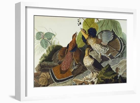 Ruffed Grouse (Tetrao Umbellus), Plate Xli, from 'The Birds of America'-John James Audubon-Framed Giclee Print