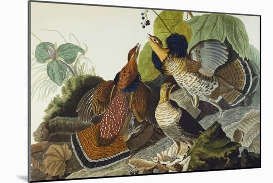 Ruffed Grouse (Tetrao Umbellus), Plate Xli, from 'The Birds of America'-John James Audubon-Mounted Giclee Print
