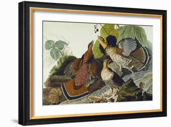 Ruffed Grouse (Tetrao Umbellus), Plate Xli, from 'The Birds of America'-John James Audubon-Framed Giclee Print