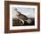 Ruffed Grouse-John James Audubon-Framed Giclee Print