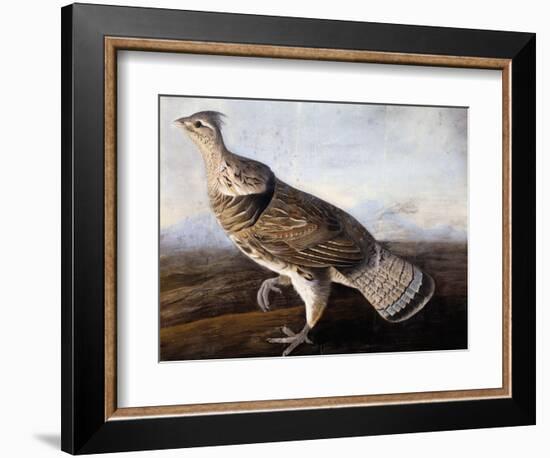 Ruffed Grouse-John James Audubon-Framed Giclee Print