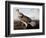 Ruffed Grouse-John James Audubon-Framed Giclee Print