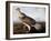 Ruffed Grouse-John James Audubon-Framed Giclee Print