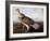 Ruffed Grouse-John James Audubon-Framed Giclee Print