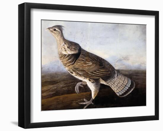 Ruffed Grouse-John James Audubon-Framed Giclee Print