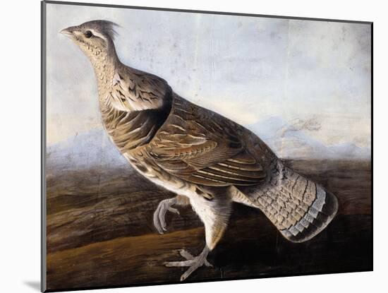 Ruffed Grouse-John James Audubon-Mounted Giclee Print