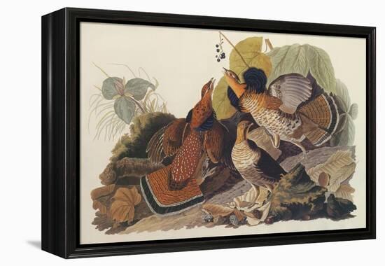 Ruffed Grouse-John James Audubon-Framed Stretched Canvas