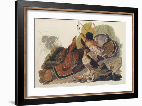 Ruffed Grouse-John James Audubon-Framed Art Print