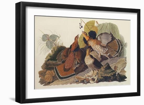 Ruffed Grouse-John James Audubon-Framed Art Print