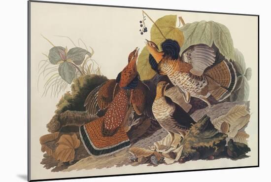 Ruffed Grouse-John James Audubon-Mounted Art Print