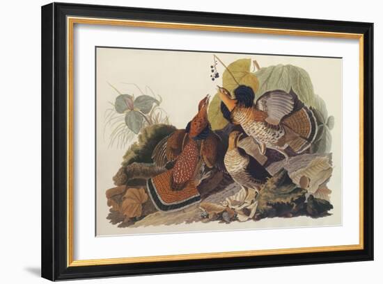 Ruffed Grouse-John James Audubon-Framed Art Print