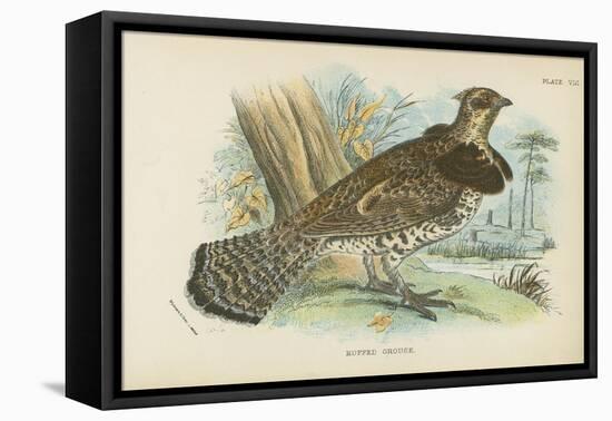 Ruffed Grouse-English School-Framed Premier Image Canvas