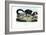 Ruffed Lemur, 1863-79-Raimundo Petraroja-Framed Giclee Print