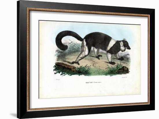 Ruffed Lemur, 1863-79-Raimundo Petraroja-Framed Giclee Print