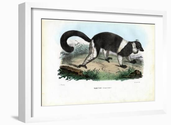 Ruffed Lemur, 1863-79-Raimundo Petraroja-Framed Giclee Print