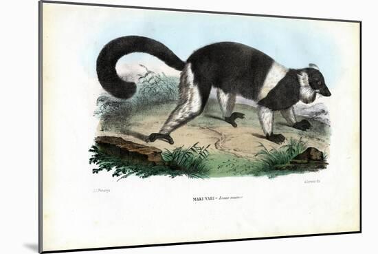 Ruffed Lemur, 1863-79-Raimundo Petraroja-Mounted Giclee Print