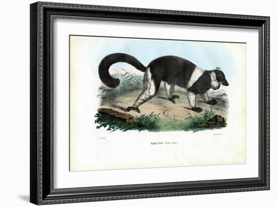 Ruffed Lemur, 1863-79-Raimundo Petraroja-Framed Giclee Print