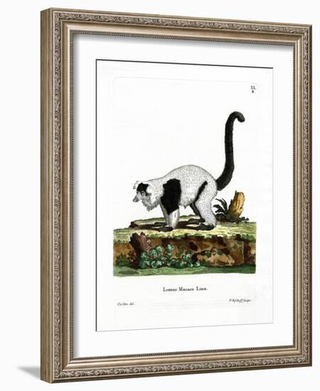 Ruffed Lemur-null-Framed Giclee Print