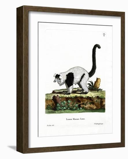 Ruffed Lemur-null-Framed Giclee Print