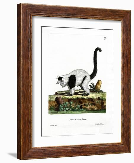 Ruffed Lemur-null-Framed Giclee Print