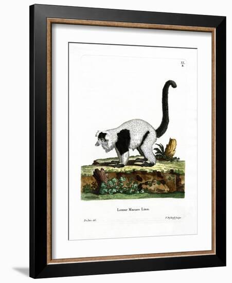 Ruffed Lemur-null-Framed Giclee Print