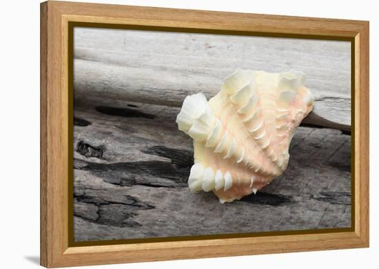 Ruffled Clam shell - Tridacna Squamosa-Savanah Plank-Framed Premier Image Canvas