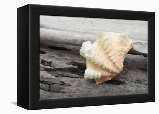 Ruffled Clam shell - Tridacna Squamosa-Savanah Plank-Framed Premier Image Canvas