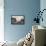 Ruffled Clam shell - Tridacna Squamosa-Savanah Plank-Framed Premier Image Canvas displayed on a wall