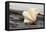 Ruffled Clam shell - Tridacna Squamosa-Savanah Plank-Framed Premier Image Canvas