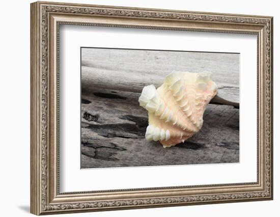 Ruffled Clam shell - Tridacna Squamosa-Savanah Plank-Framed Photographic Print