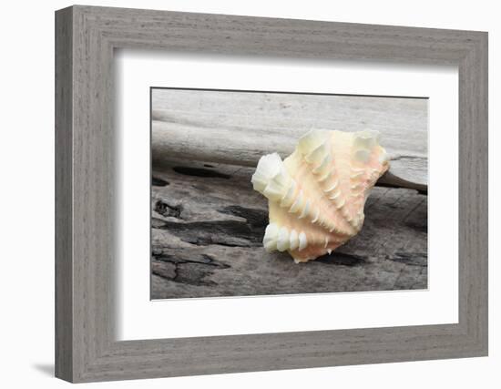 Ruffled Clam shell - Tridacna Squamosa-Savanah Plank-Framed Photographic Print