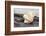 Ruffled Clam shell - Tridacna Squamosa-Savanah Plank-Framed Photographic Print