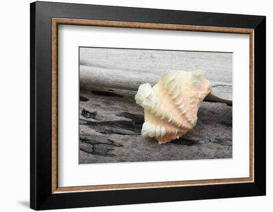 Ruffled Clam shell - Tridacna Squamosa-Savanah Plank-Framed Photographic Print