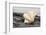 Ruffled Clam shell - Tridacna Squamosa-Savanah Plank-Framed Photographic Print