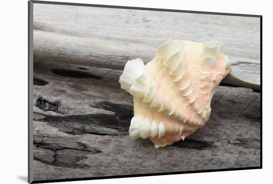 Ruffled Clam shell - Tridacna Squamosa-Savanah Plank-Mounted Photographic Print
