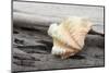 Ruffled Clam shell - Tridacna Squamosa-Savanah Plank-Mounted Photographic Print