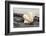 Ruffled Clam shell - Tridacna Squamosa-Savanah Plank-Framed Photographic Print