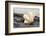 Ruffled Clam shell - Tridacna Squamosa-Savanah Plank-Framed Photographic Print