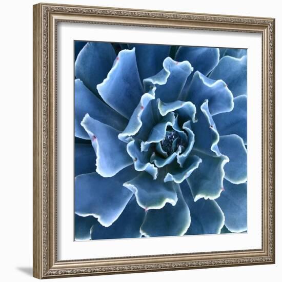 Ruffled Edges-Jan Bell-Framed Photographic Print