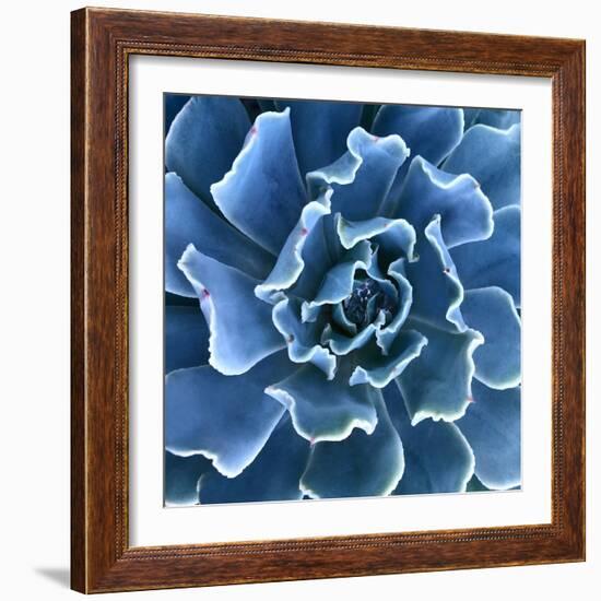 Ruffled Edges-Jan Bell-Framed Photographic Print