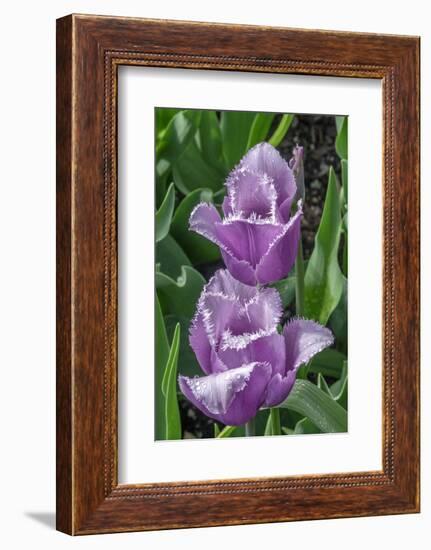 Ruffled purple tulip-Jim Engelbrecht-Framed Photographic Print