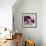 Ruffled Tulips-Shirley Novak-Framed Art Print displayed on a wall