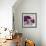 Ruffled Tulips-Shirley Novak-Framed Art Print displayed on a wall