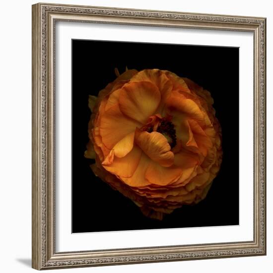 Ruffles - Ranunculus-Magda Indigo-Framed Photographic Print