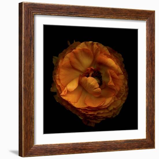 Ruffles - Ranunculus-Magda Indigo-Framed Photographic Print